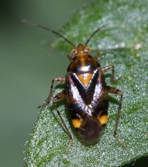 Liocoris tripustulatus