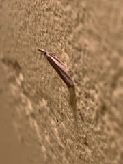 Agriphila selasella