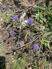 Jasione