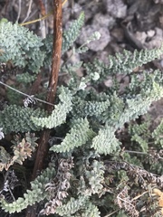Notholaena greggii