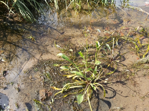 narrowleaf water plantain (Alisma gramineum)