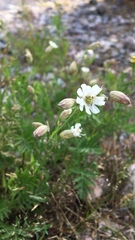 Silene uniflora