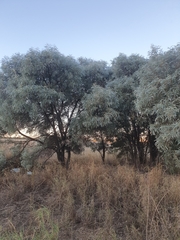 Acacia harpophylla
