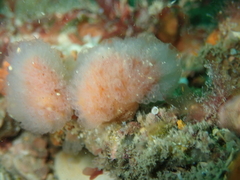 Morchellium argus