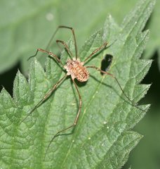 Rilaena triangularis