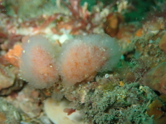 Morchellium argus