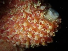 Distomus
