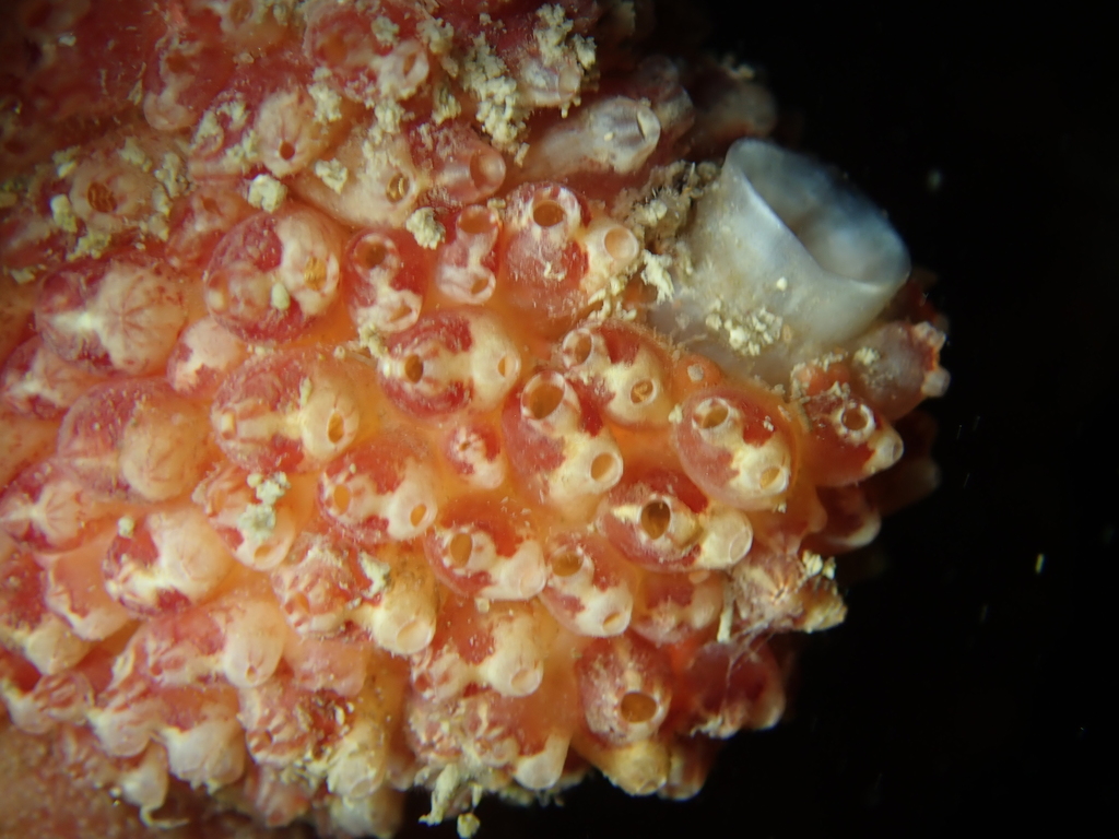 Distomus hupferi