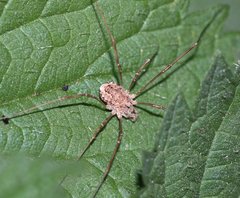 Rilaena triangularis