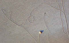 Bembicium vittatum