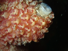 Distomus