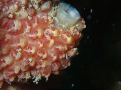 Distomus