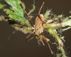 Rilaena triangularis