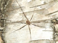 Rilaena triangularis