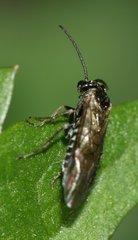 Empria