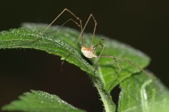 Rilaena triangularis