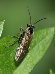 Empria