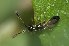 Diapriinae