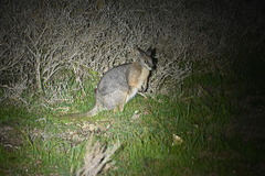 Notamacropus eugenii eugenii