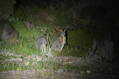 Notamacropus eugenii eugenii