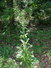 Frasera caroliniensis