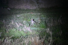 Notamacropus eugenii eugenii