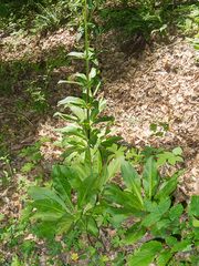 Frasera caroliniensis