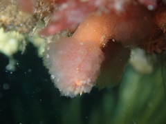Morchellium argus