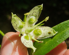 Frasera caroliniensis
