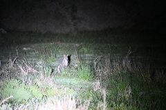 Notamacropus eugenii eugenii