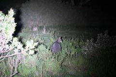 Notamacropus eugenii eugenii