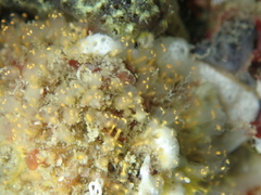 Pycnoclavella aurilucens