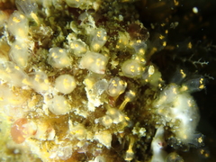 Pycnoclavella aurilucens