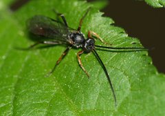 Ichneumonoidea