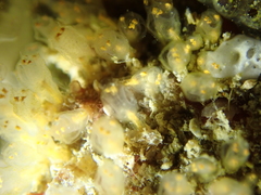 Pycnoclavella aurilucens