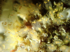 Pycnoclavella aurilucens