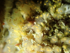 Pycnoclavella aurilucens