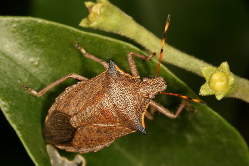 Picromerus nigridens (Hétéroptères Pentatomoidea de France ...