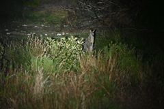 Notamacropus eugenii eugenii