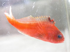 Cyprinocirrhites polyactis