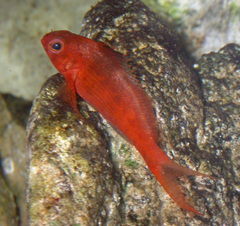 Cyprinocirrhites polyactis