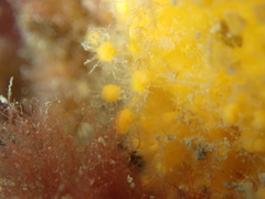 Tethya citrina