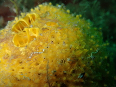Tethya citrina
