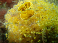 Tethya citrina