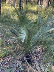 Macrozamia riedlei