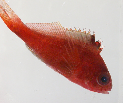 Lierstaart-koraalwachter (Cyprinocirrhites polyactis) — Cirrhitidae — 2