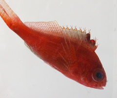 Cyprinocirrhites polyactis