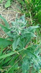 Nonea pulla