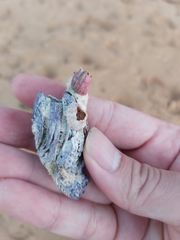 Austrobalanus imperator