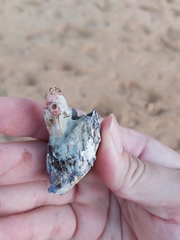 Austrobalanus imperator